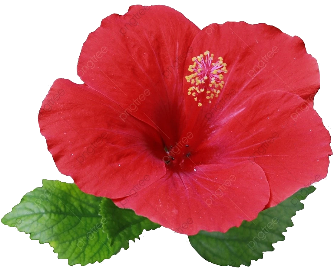 Hibisco